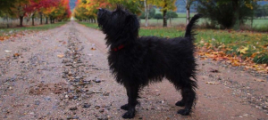 Walks with dog 'off-lead' area